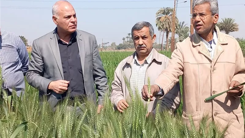 وكيل وزارة الزراعة بأسيوط يتفقد الحقول الإرشادية للقمح وزراعات البنجر 