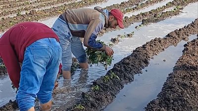 بداية زراعة نبات البطاطا بكفر الشيخ وسط فرحة المزارعين