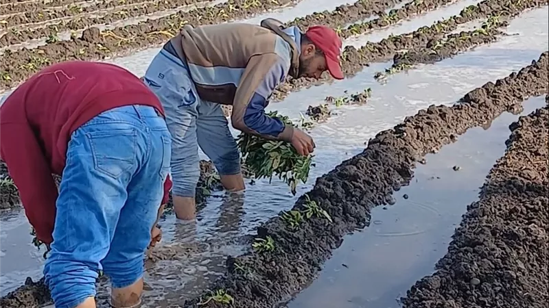 بداية زراعة نبات البطاطا بكفر الشيخ وسط فرحة المزارعين