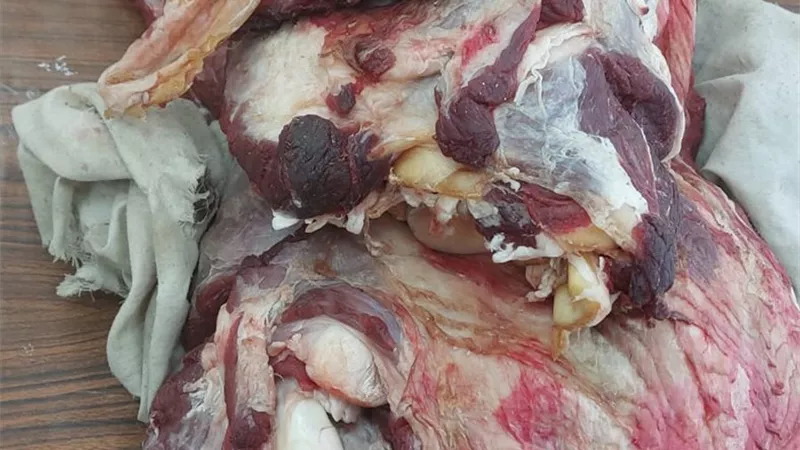 محافظ أسيوط: ضبط لحوم غير صالحة للاستهلاك الآدمي خلال حملات مكثفة بالمراكز