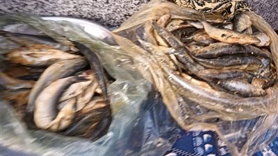 ضبط 3 آلاف و100 كيلو سلع مجهولة المصدر وتحرير 166 محضرا في المنوفية
