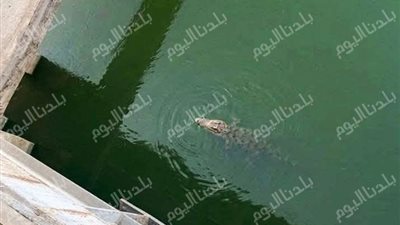 تحرك عاجل بعد تدوال ظهور تمساح ببحر المتر في بير شمس بالمنوفية 