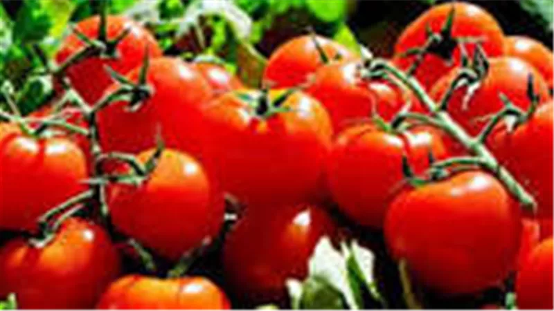 نقيب الفلاحين يحسمها.. الطماطم هتنزل لـ 10 جنيه وجميع الخضروات ستنخفض 50 %