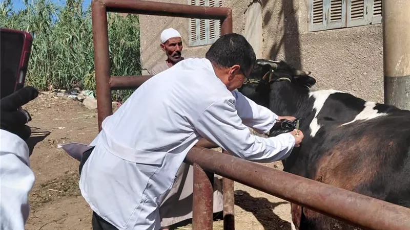 الغربية تُكثّف تحصين الماشية.. أكثر من 64 ألف رأس ضمن الحملة القومية