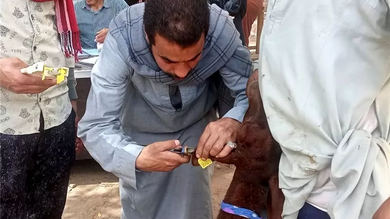 الطب البيطري بسوهاج يسلم 298 رأس أغنام للمستفيدين بقرى المراغة وساقلتة