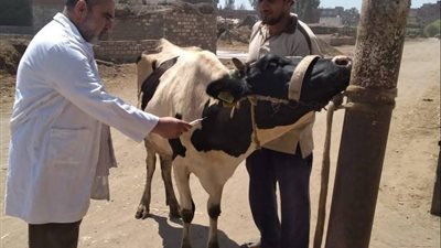 انطلاق حملة تحصين الماشية ضد الجلد العقدي وجدري الأغنام بكفر الشيخ