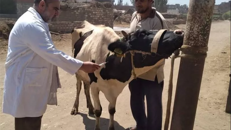 انطلاق حملة تحصين الماشية ضد الجلد العقدي وجدري الأغنام بكفر الشيخ