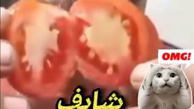 «الطماطم في دائرة الجدل».. فيديو متداول يثير مخاوف من مواد مسرّعة للنضج وتحذيرات من مخاطر محتملة