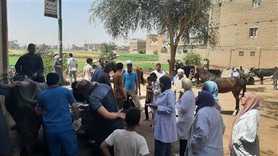 فحص وعلاج 3150 حالة خلال قوافل بيطرية بمراكز طما والمراغة والمنشأه بسوهاج