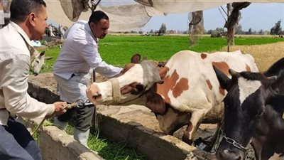 احذروا اللقاحات المجهولة.. الزراعة توجه تحذير شديد لمربي الماشية