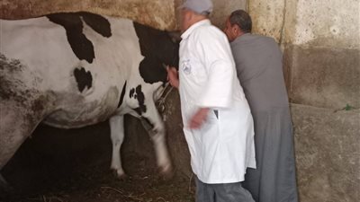 تحصين 37 الف رأس ماشية بالحملة القومية للتحصين ضد مرض الحمى القلاعية والوادي المتصدع بالمنوفية