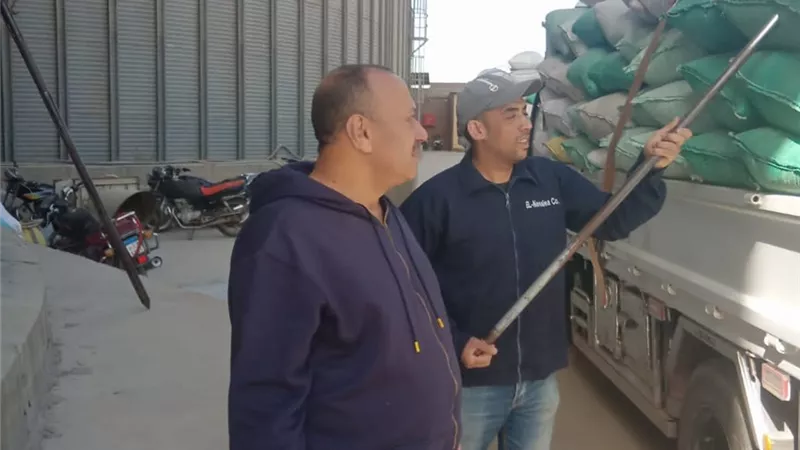 منذ انطلاق موسم الحصاد.. توريد 9 ألاف طن بالمنوفية