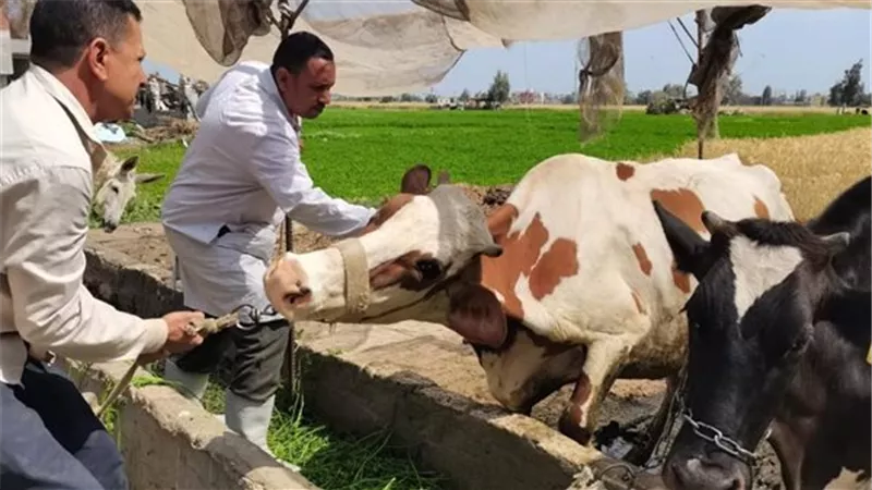 احذروا اللقاحات المجهولة.. الزراعة توجه تحذير شديد لمربي الماشية