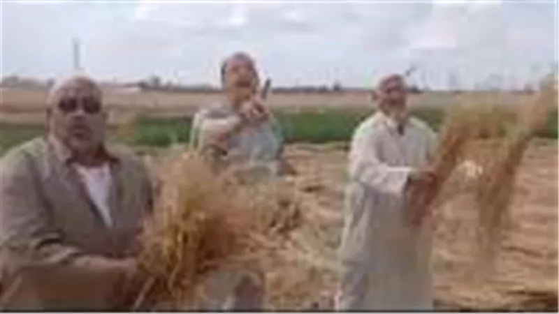 الداخلية تنجح في استعادة «محصول القمح» المسروق بالزقازيق وتكشف ملابسات واقعة الليل
