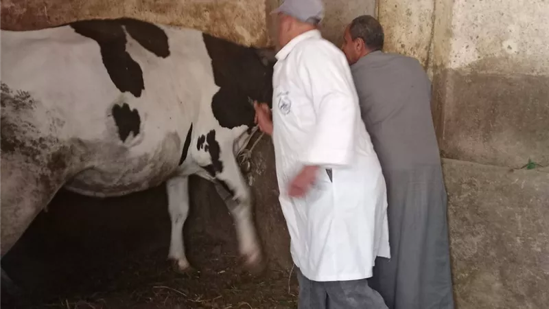 تحصين 37 الف رأس ماشية بالحملة القومية للتحصين ضد مرض الحمى القلاعية والوادي المتصدع بالمنوفية
