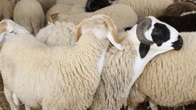 قبل العيد بأيام.. ما سعر الأضاحي هذا العام