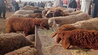 تعرف علي أسعار الأضاحي في الأسواق مع اقتراب عيد الأضحى المبارك