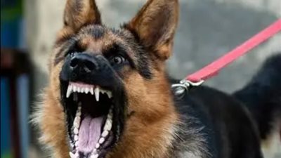 بالأسماء.. كلب يعقر 15 شخصًا بينهم أطفال بكفرالشيخ