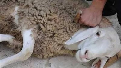 قبل موسم عيد الأضحى.. تعرف على أسعار الأضاحي واللحوم