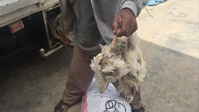 تجار الموت في قبضة تموين كفر الشيخ بعد ضبط 13 طن فراخ فاسدة 