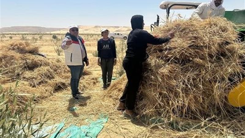 حصاد القمح 