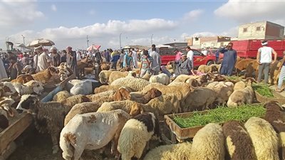 سوق العامرية يستعد لعيد الأضحى وسط تراجع الإقبال وارتفاع الأسعار.. والتجار:ارتفاع أسعار الأعلاف يهدد حركة البيع