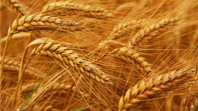 توريد القمح يتجاوز 4.3 مليون طن.. مصر تقترب من تحقيق المستهدف بدعم المزارعين