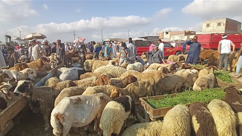 سوق المواشي في الإسكندرية