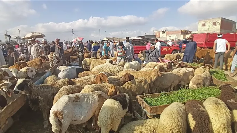 سوق العامرية يستعد لعيد الأضحى وسط تراجع الإقبال وارتفاع الأسعار.. والتجار:ارتفاع أسعار الأعلاف يهدد حركة البيع