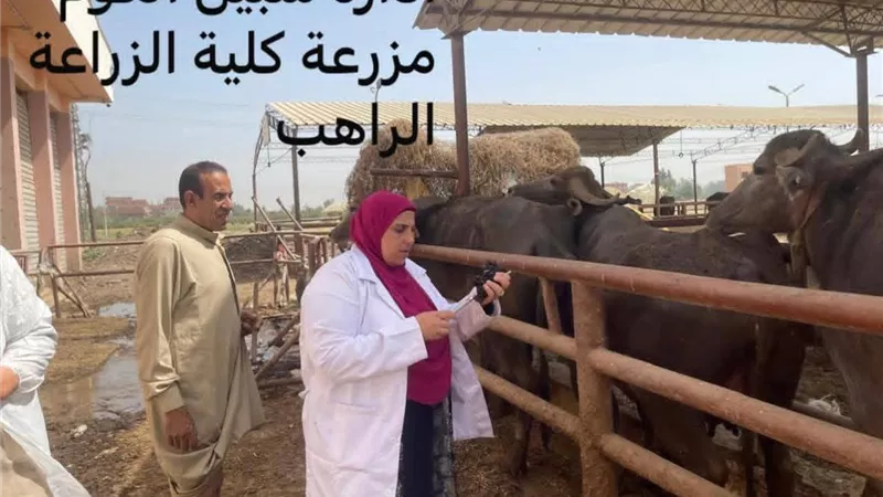المنوفية تواصل حملات تحصين الماشية لحماية الثروة الحيوانية