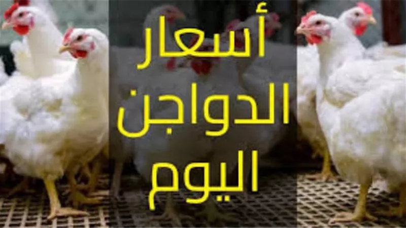 مفاجأة بسعر البانيه.. أسعار الدواجن والبيض بالمحلات اليوم الاثنين بعد آخر هبوط