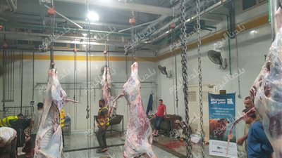 ذبح 92 رأس أضحية بمجازر المنوفية وتوزيعها على الأسر الأولى بالرعاية 