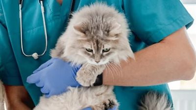 طلاب الطب البيطري يطالبون بتعديل قانون مزاولة المهنة وفصل سنة الامتياز عن البكالوريوس