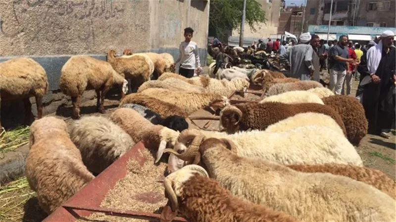 شعبة القصابين: أسعار اللحوم ارتفعت 10% قبل عيد الأضحى المبارك