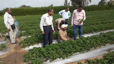 خاص| الزراعة تراهن على المخصبات الحيوية.. وخبراء: نجاح المبادرة مرهون بالتطبيق وتوافر الكميات