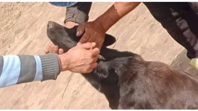 هجوم حيوان مفترس يصيب 9 مواطنين في قرية بقنا.. وتحقيقات لكشف التفاصيل