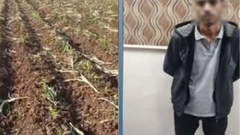 لفسخ عقد الإيجار.. القبض علي احد الاشخاص لقيامه بإتلاف محصول زارعى بالبحيرة.