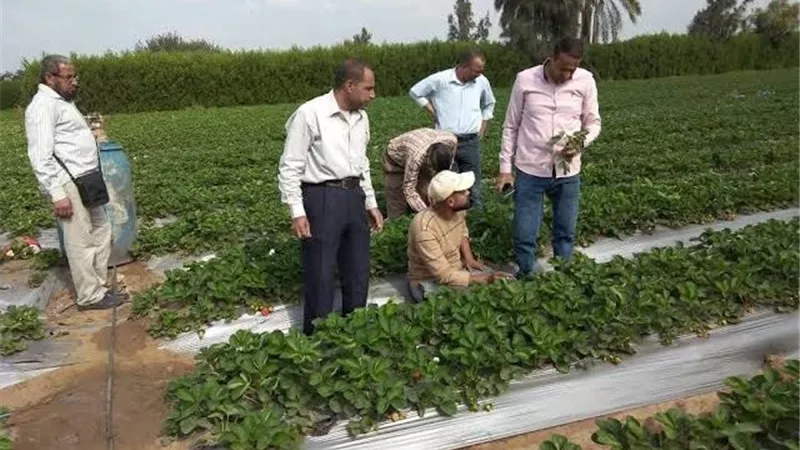 خاص| الزراعة تراهن على المخصبات الحيوية.. وخبراء: نجاح المبادرة مرهون بالتطبيق وتوافر الكميات