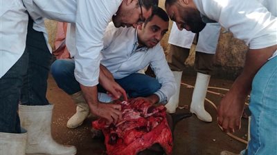 إعدام عجل جاموسي مصاب بالكامل بديدان الساركوسيست بسوهاج قبل وصوله إلى الأسواق