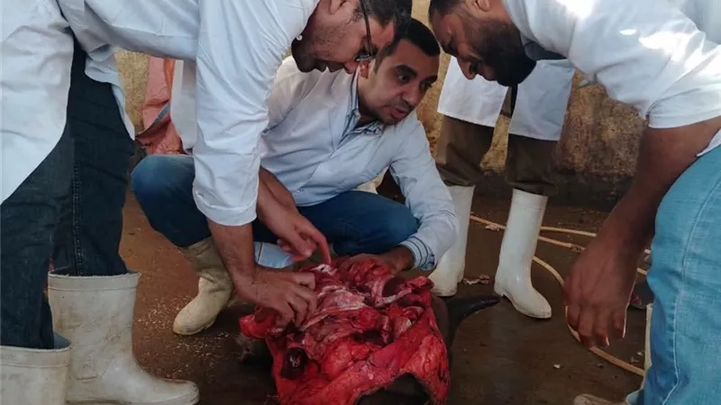 إعدام عجل جاموسي مصاب بالكامل بديدان الساركوسيست بسوهاج قبل وصوله إلى الأسواق