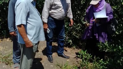 زراعة كفر الشيخ تواصل حملات مكافحة الحشائش والآفات ومتابعة محصول القطن