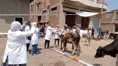 950 حيوانًا و3600 طائر.. حصاد القافلة البيطرية الشاملة بقرية المنيل