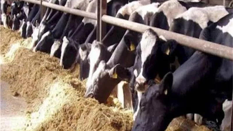 رئيس قطاع الثروة الحيوانية نعمل على تحسين بيئة الاستثمار في الإنتاج الحيواني 