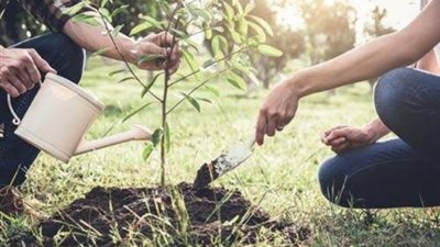 قطع الأشجار يفتح ملف المساحات الخضراء في المحافظات.. الحكومة تتحرك للحصر والزراعة البديلة