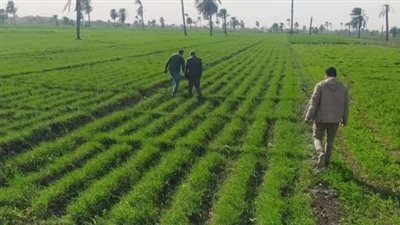قبل انطلاق الموسم الشتوي.. نصائح مهمة للمزارعين لحماية المحاصيل ورفع الإنتاجية