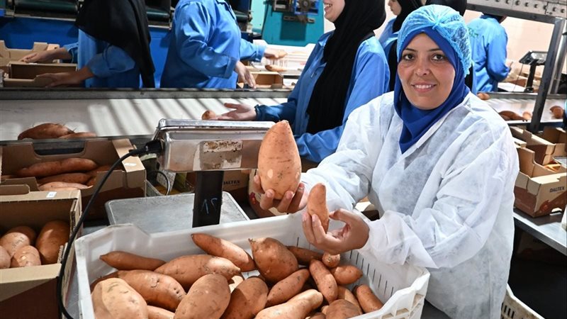 حصاد البطاطا الحلوة