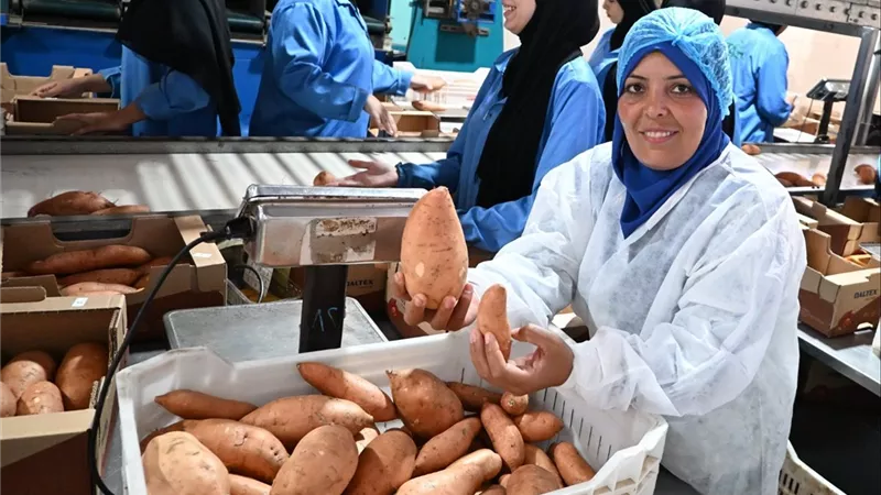 من مزارعات المنيا إلى العالم.. البطاطا الحلوة تحصد ثمار شراكة الفاو والقطاع الخاص للتصدير